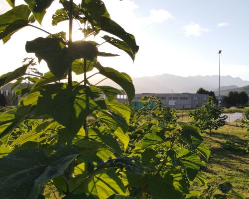 STIHL, Gruppo Bertoni e Paulownia Piemonte Nazionale insieme per una partnership tecnica su sicurezza e riforestazione