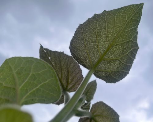 STIHL partner tecnico di Gruppo Bertoni nelle attività di formazione e gestione del verde