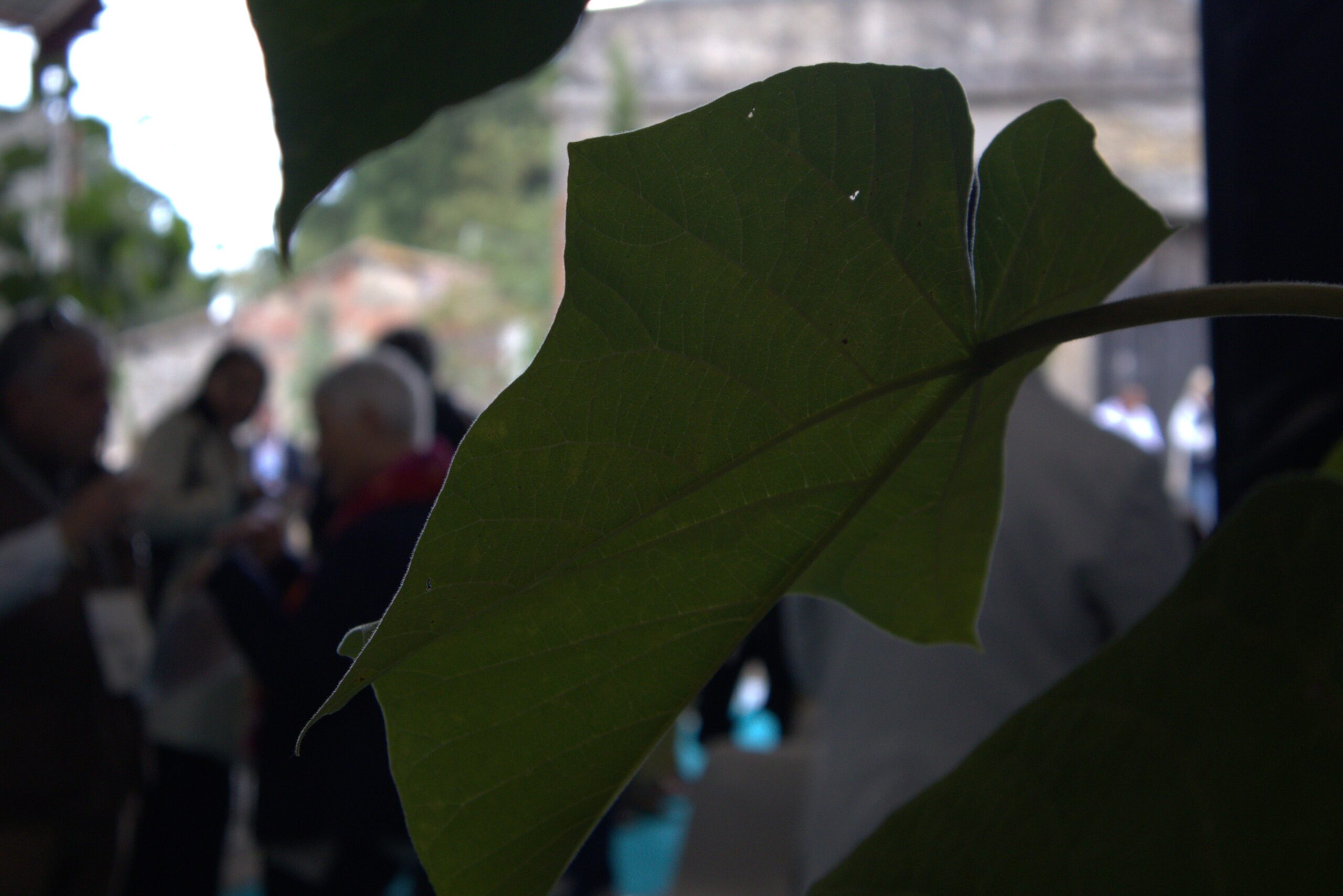 Dettaglio ravvicinato di una foglia di Paulownia
